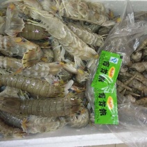 皮皮虾