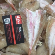 虾夷扇贝