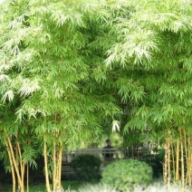 绿竹6~7m