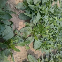 大叶菠菜35~40厘米