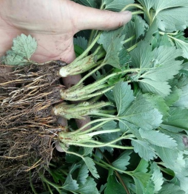 小白草莓苗 小白草莓苗价格 产量