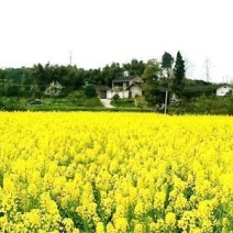 压榨菜籽油三级