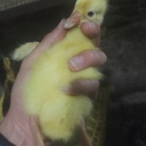 三花鹅苗250g以下