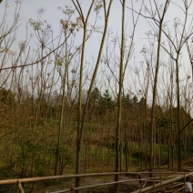 黄山栾树18~20cm16~18cm3~3.5米
