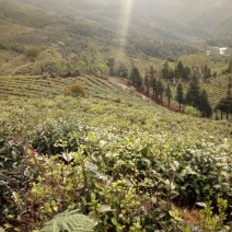 普洱茶