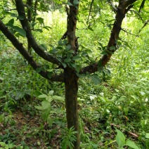 木瓜树171~200cm