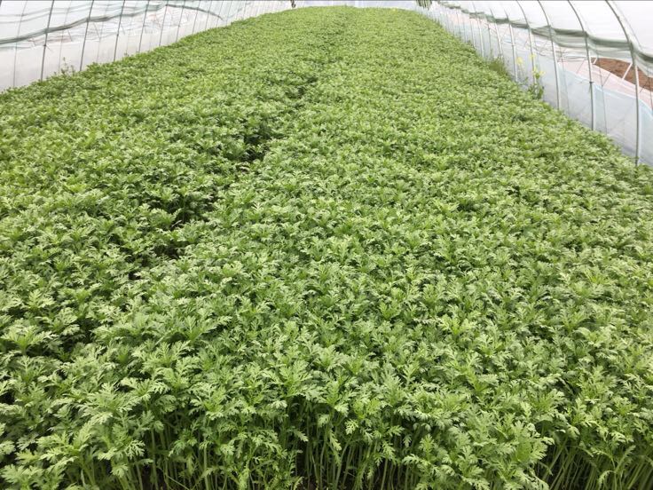 南茼蒿种植基地航拍图,展示其规模化种植场景,适合用于农业推广与宣传 南茼蒿种植基地航拍图