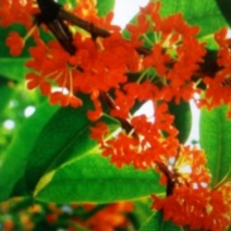 桂花苗50~80cm