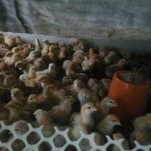 土鸡苗35~45克出壳苗