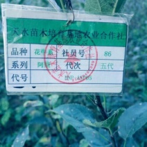 美国蛇果苹果树苗花牛苹果树苗