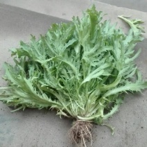 苦菊20~25cm