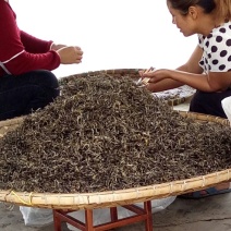 古树普洱茶特级