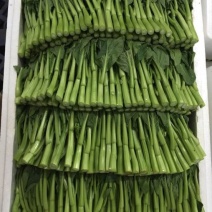菜苔