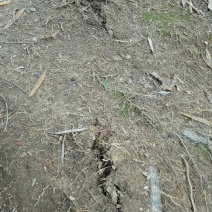 毛竹春笋10~15cm