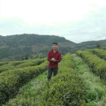 川茶一级