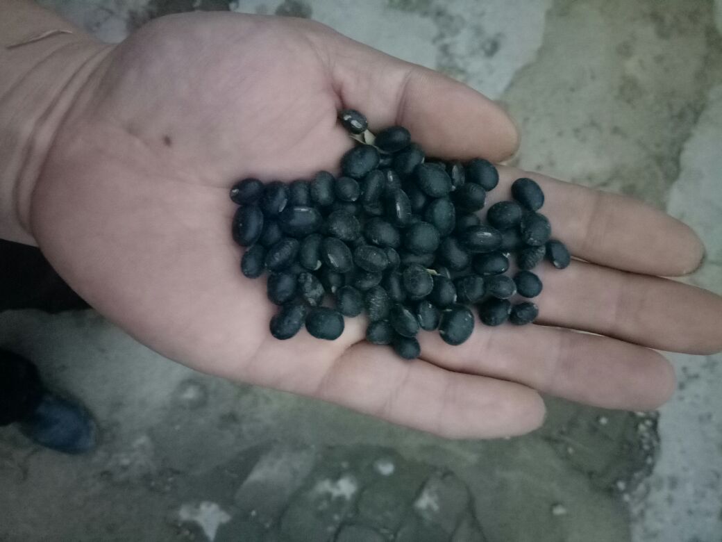 黑豆的升糖指数是多少