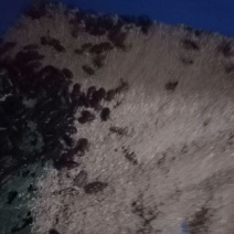 黄粉虫作种