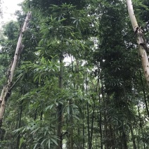 竹子