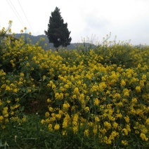 油菜籽1