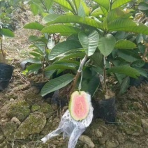 西瓜番石，珍珠番石榴苗红宝石榴树苗阳台庭院均可种植