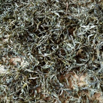 百年大树茶一级