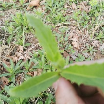 荠菜5cm以上