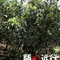 古树茶二级