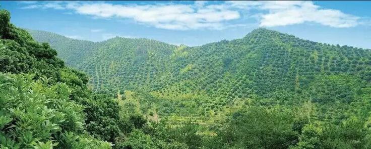 图片展示仙居地区东魁杨梅果园的自然风光,绿树成荫,果实挂满枝头 仙居东魁杨梅果园风光