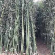 钢竹