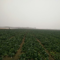 越冬菠菜35~40厘米