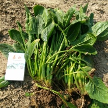 大叶菠菜30~35厘米