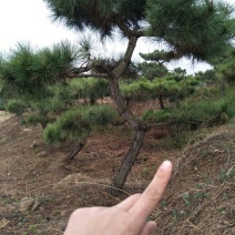 造型松黑松景松成活率高