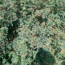 花椒苗1~2年大量现货供应可以实地考察