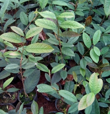 [茶树苗批发]金花茶树苗价格5.00元/棵 - 一亩田