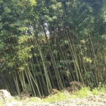 竹子3~4m