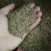 孜然