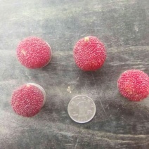 深红种杨梅2.5~3cm