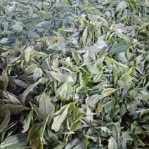 普洱茶一级