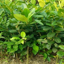 柠檬苗50~80cm