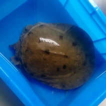 野生甲鱼2一3斤