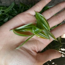 普洱茶二级