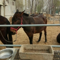 马骡300~400kg