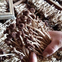广昌茶树菇3号5号不开伞柄细嫩香非福建茶树菇开伞菇