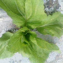 荠菜10cm以上
