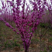紫荆1米左右高粗开花是紫红花，老板需要联系我