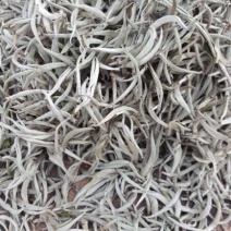 普洱茶