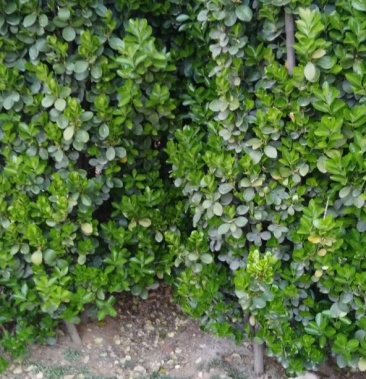 [杨树苗批发]北海道黄杨苗 80cm以上万年青土球现挖价格3.