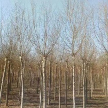 金叶榆4~6cm4~6cm3~3.5m