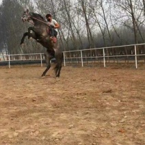 伊犁马300~400kg