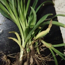 黄花菜种苗30~50cm